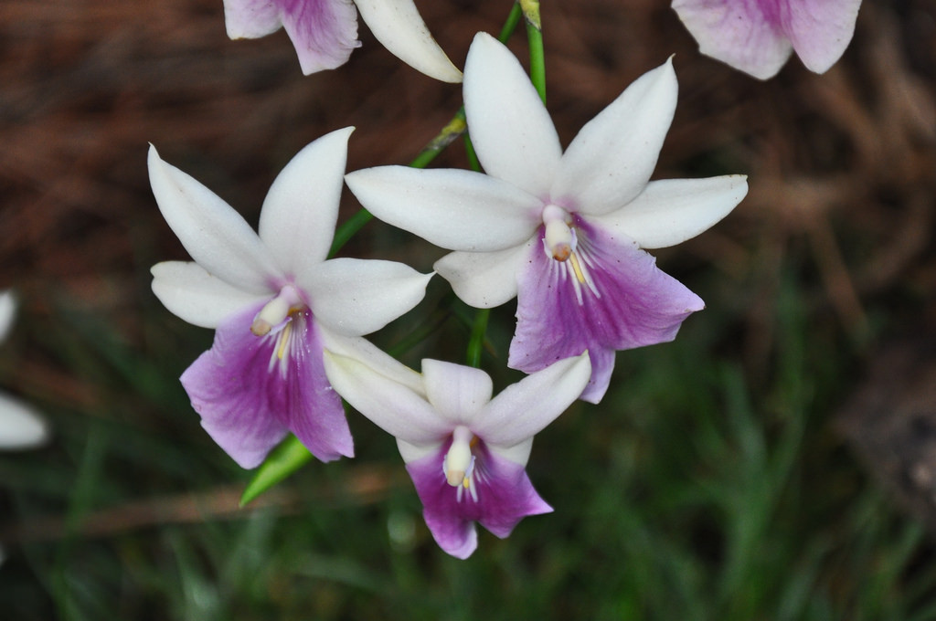 miltonia-regnellii