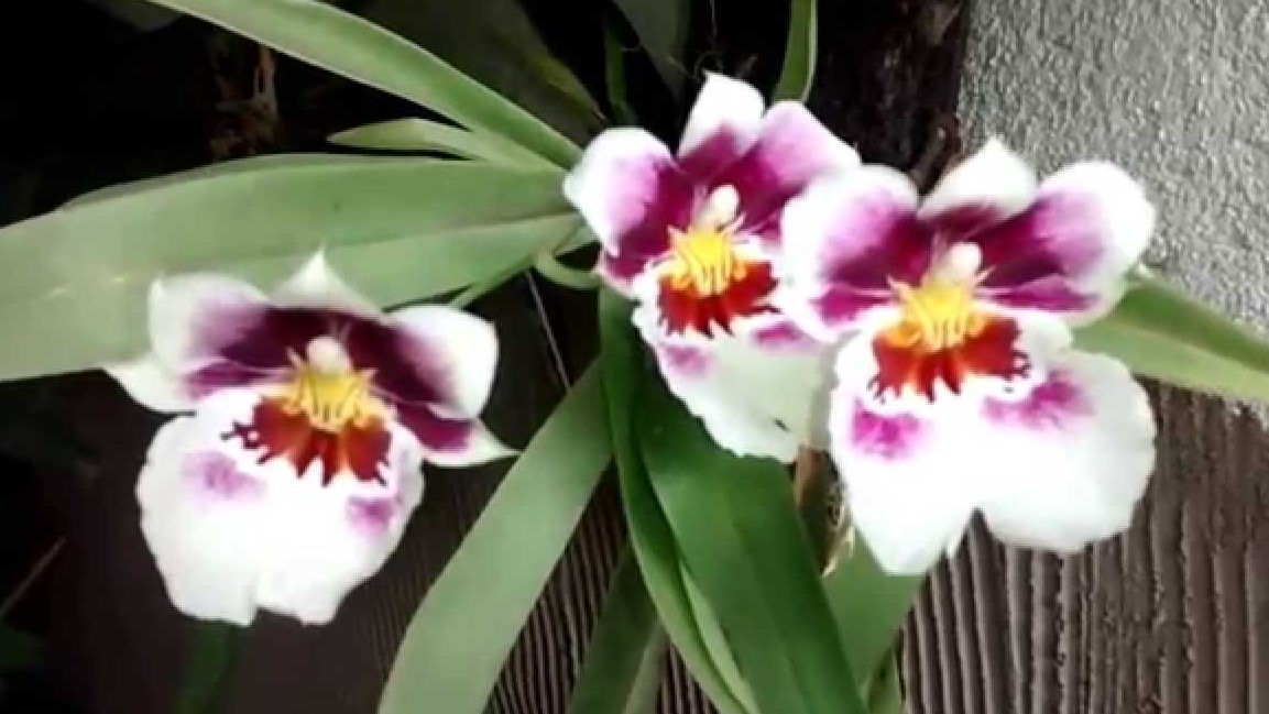 miltonia