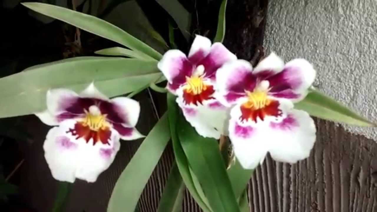 miltonia