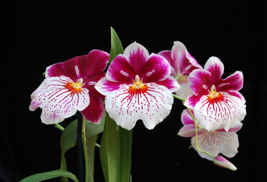 miltoniopsis-8