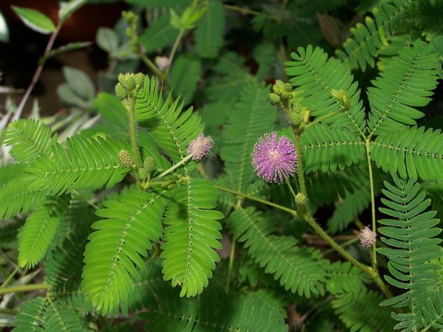 mimosa-pudica