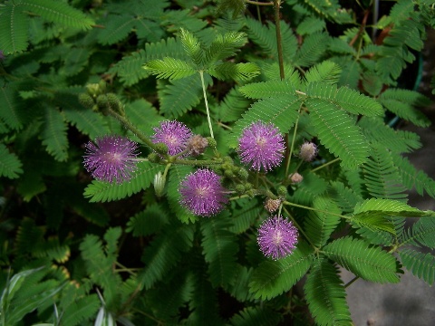 mimosa pudica