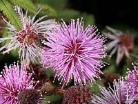 mimosa_flocculosa