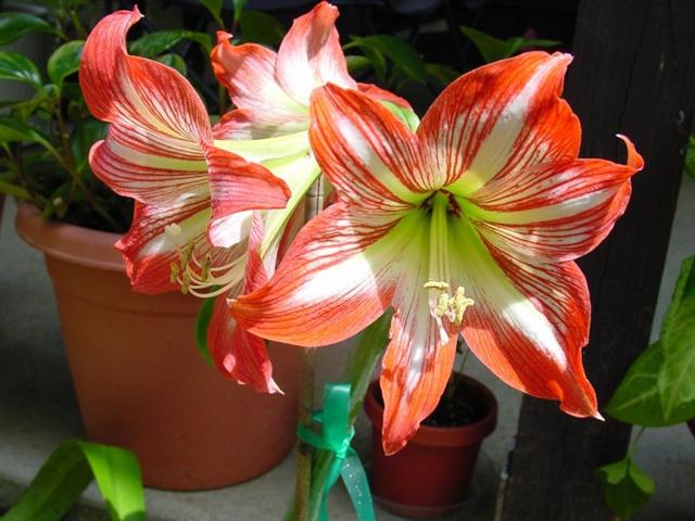 minerva_amaryllis (Small)