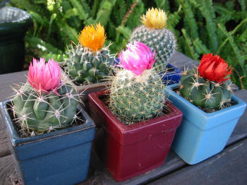 mini-cactos-2