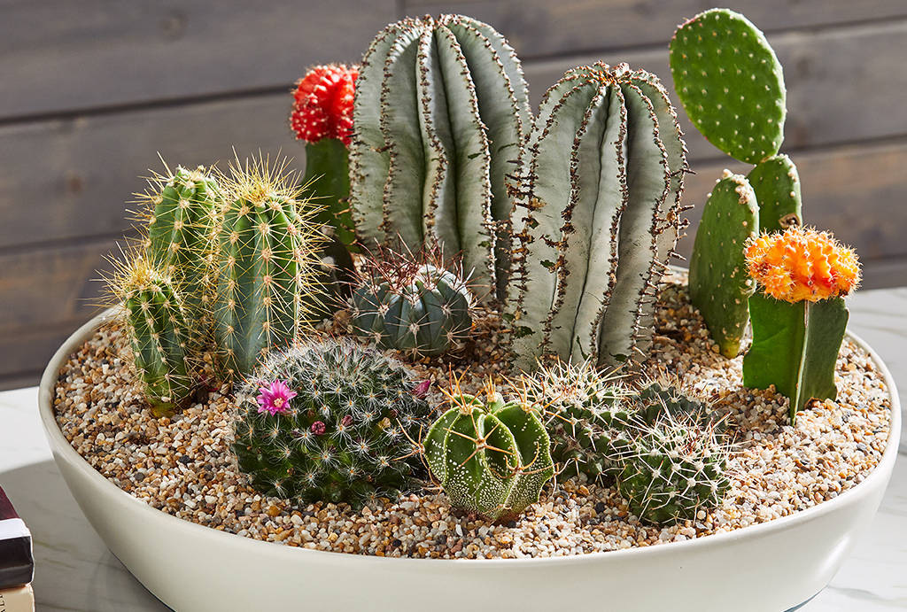 mini-cactos