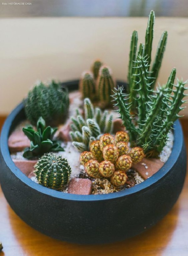 mini-cactos