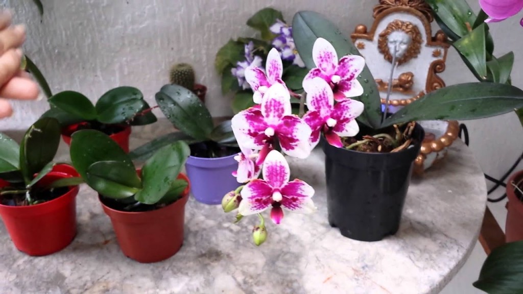 mini phalaenopsis