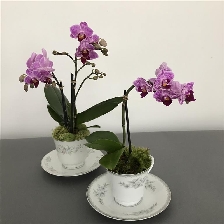 mini phalaenopsis 11