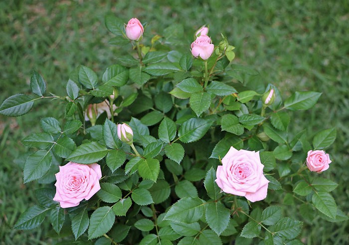 mini-rosa