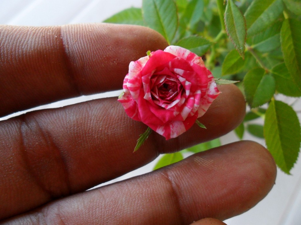 mini-rosas