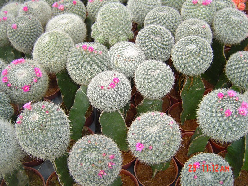 mini_cactus