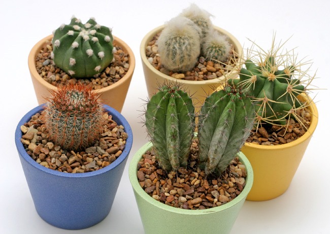 minicactus