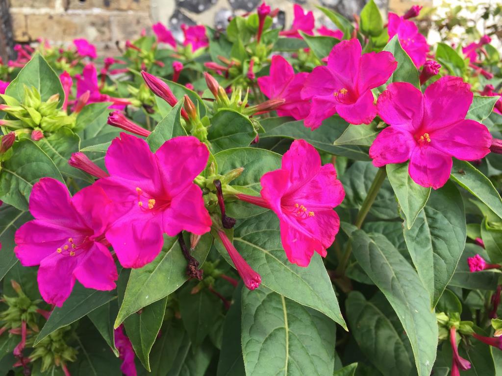 mirabilis jalapa