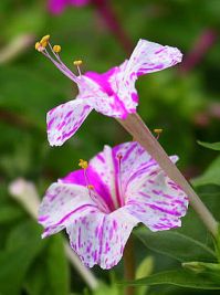 mirabilis_jalapa