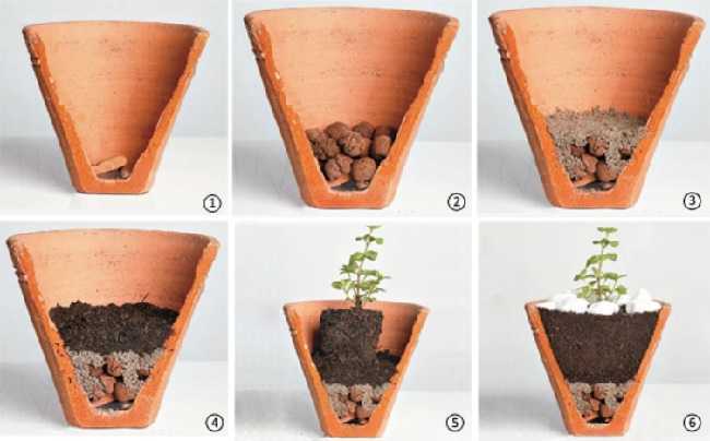 modo-de-plantar-em-vasos2