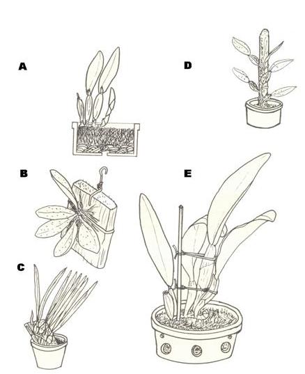 modos de plantio