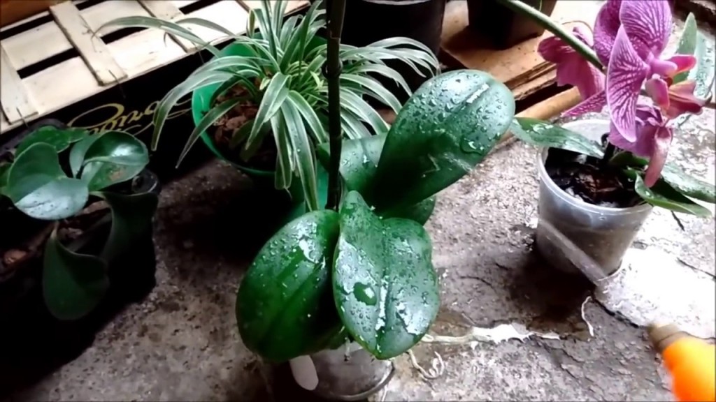 molhando orquídeas