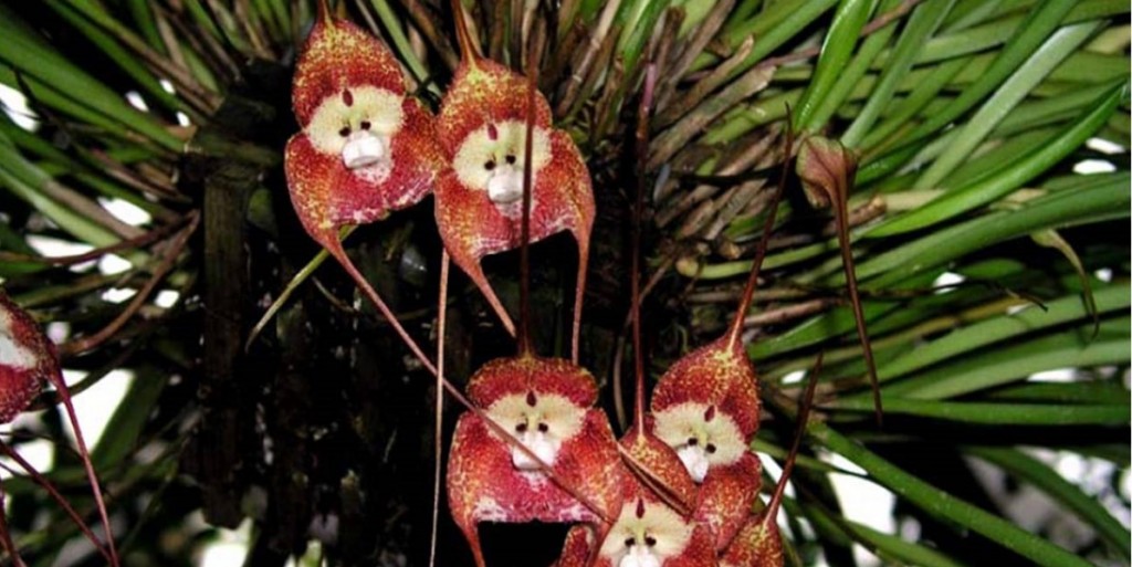 dracula-orchid