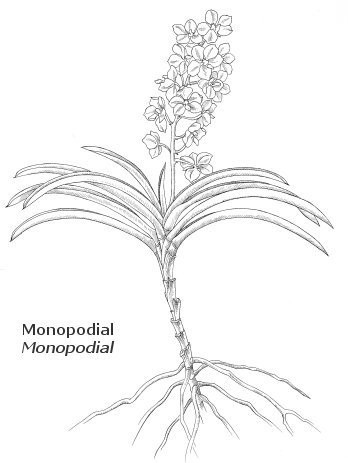 monopodial