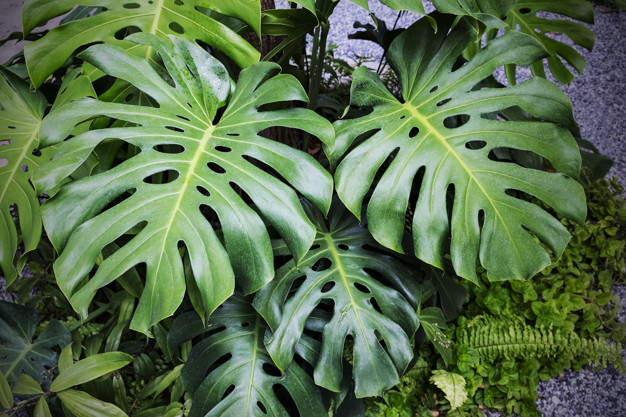 Monstera deliciosa 