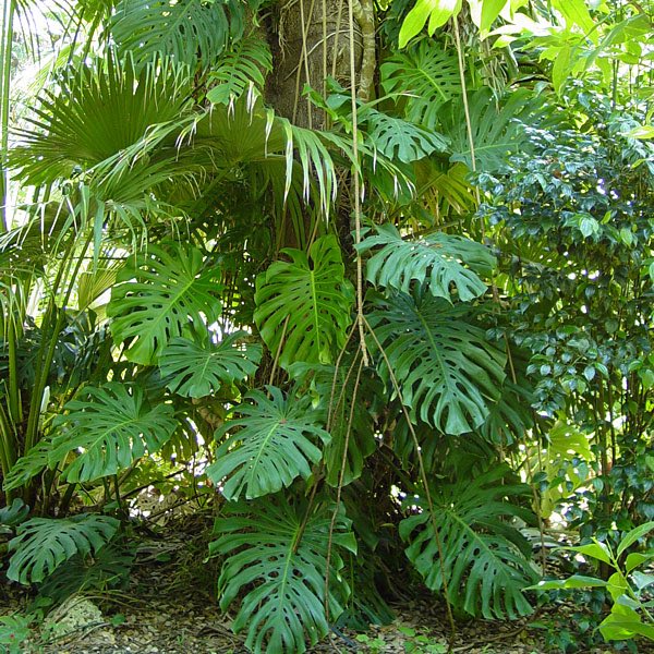 monstera deliciosa