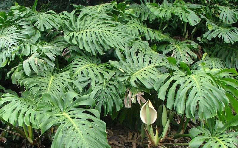 monstera deliciosa39