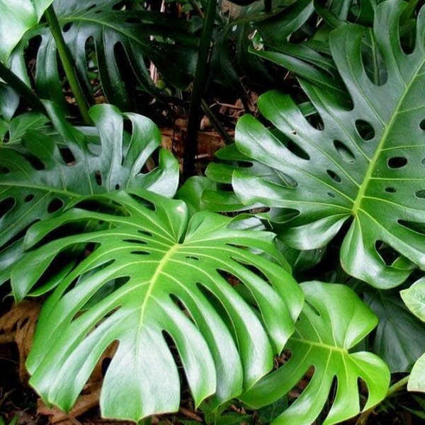 monstera1