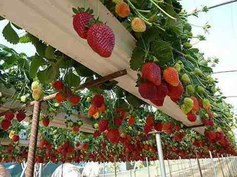 morango plantado-em-bambus