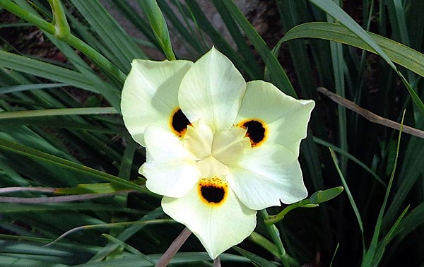 moreia bicolor