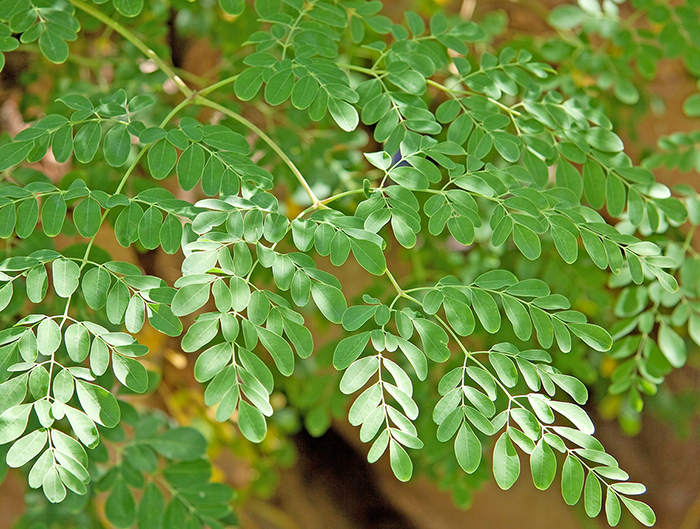 moringa-oleifera