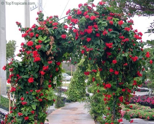 clerodendro-vermelho-clerodendrum-splendens