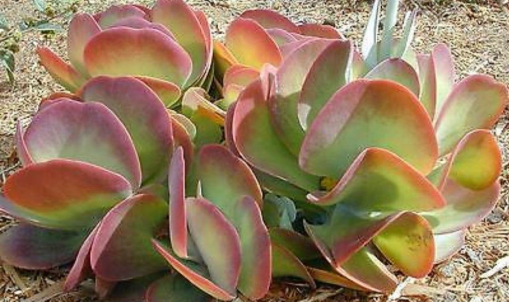 kalanchoe-thyrsiflora