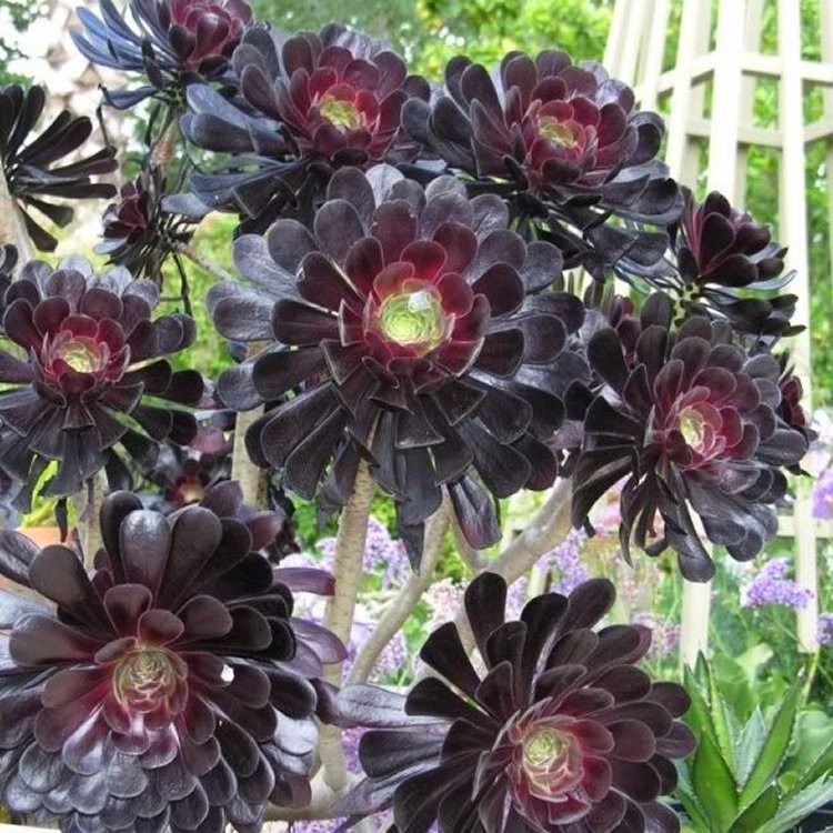 aeonium-arboreum