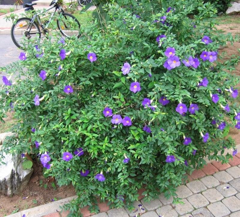 thunbergia-erecta-azul