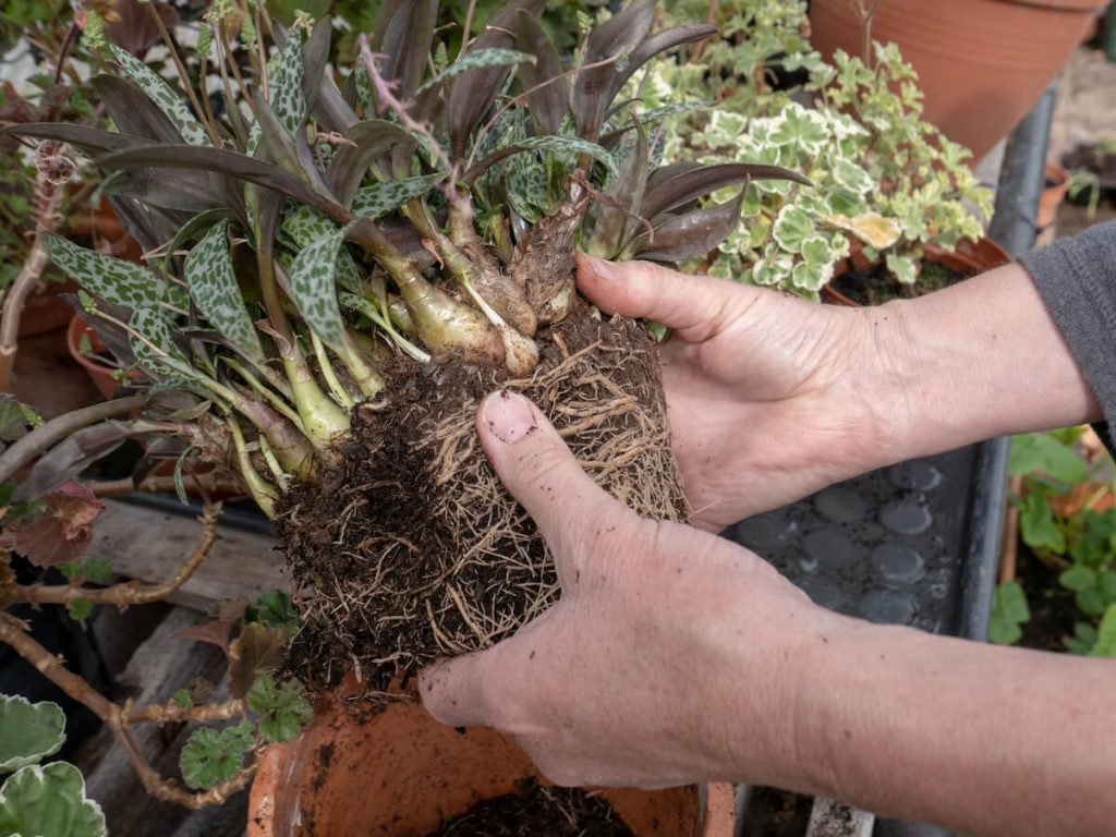 multiplicação das plantas