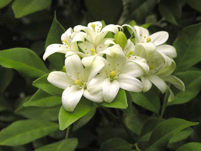 murraya_paniculata