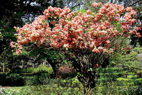 mussaenda-frondosa