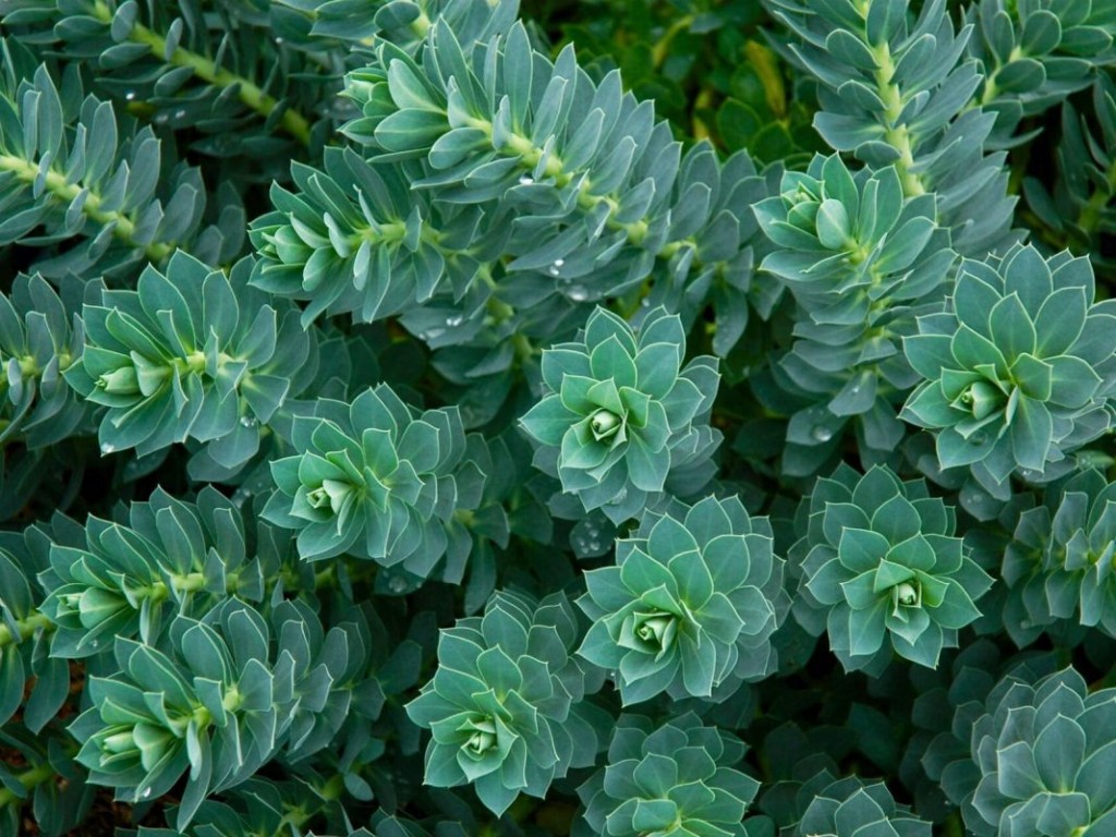  Euphorbia myrsinites 
