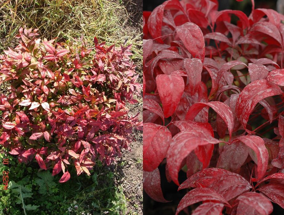 nandina