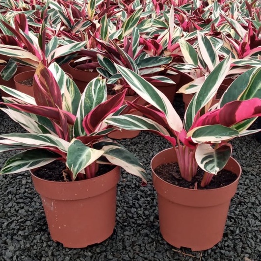 maranta tricolor-6