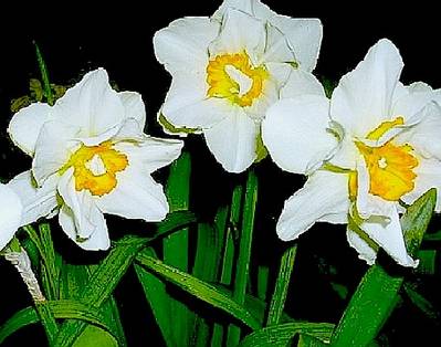 narcisos-7