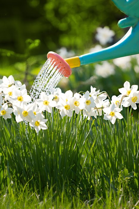 narcisos