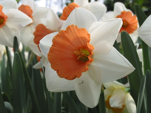 narcisos