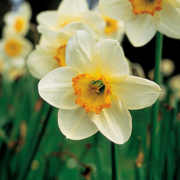 narcisos