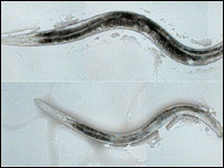 nematoides