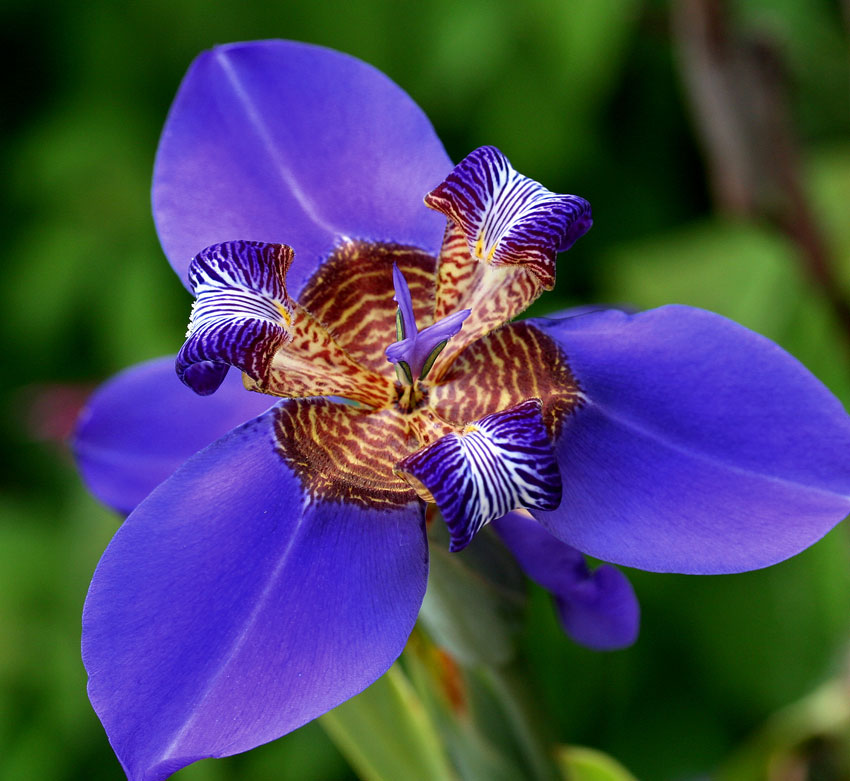 neomarica_caerulea_01