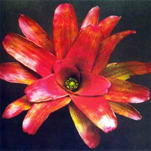 neoregelia_rastroensis