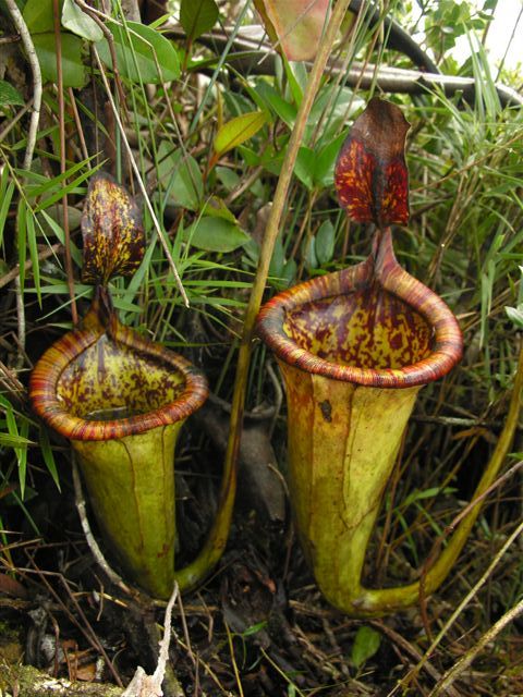 nepenthes