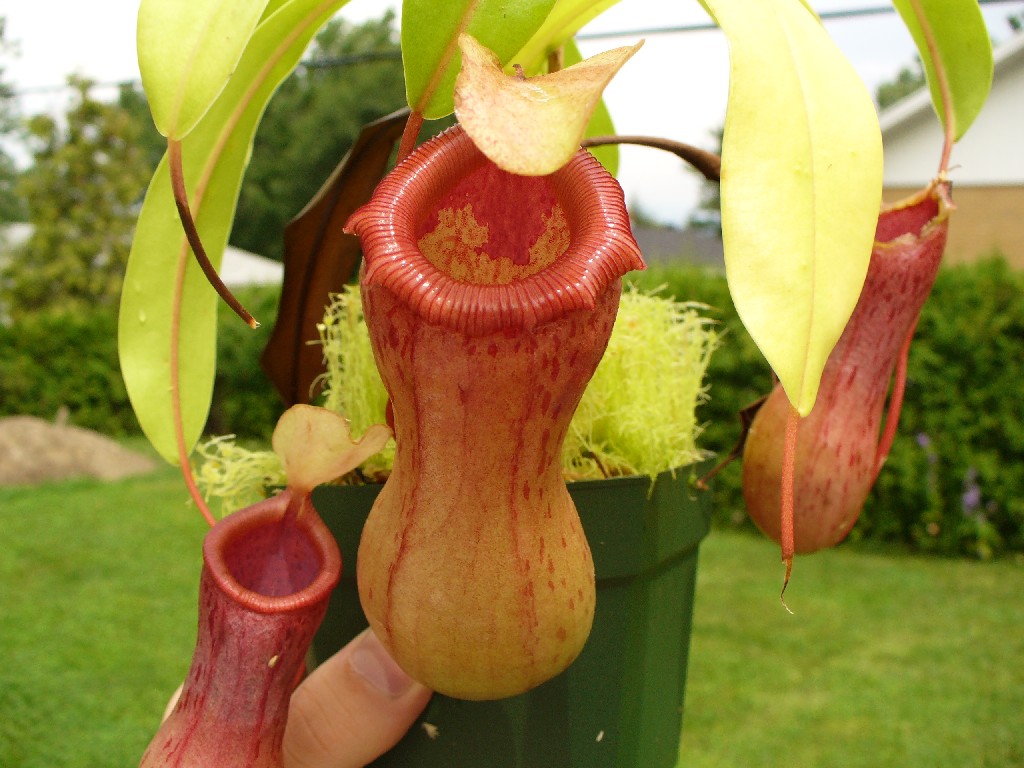 nepenthes_ventricosa